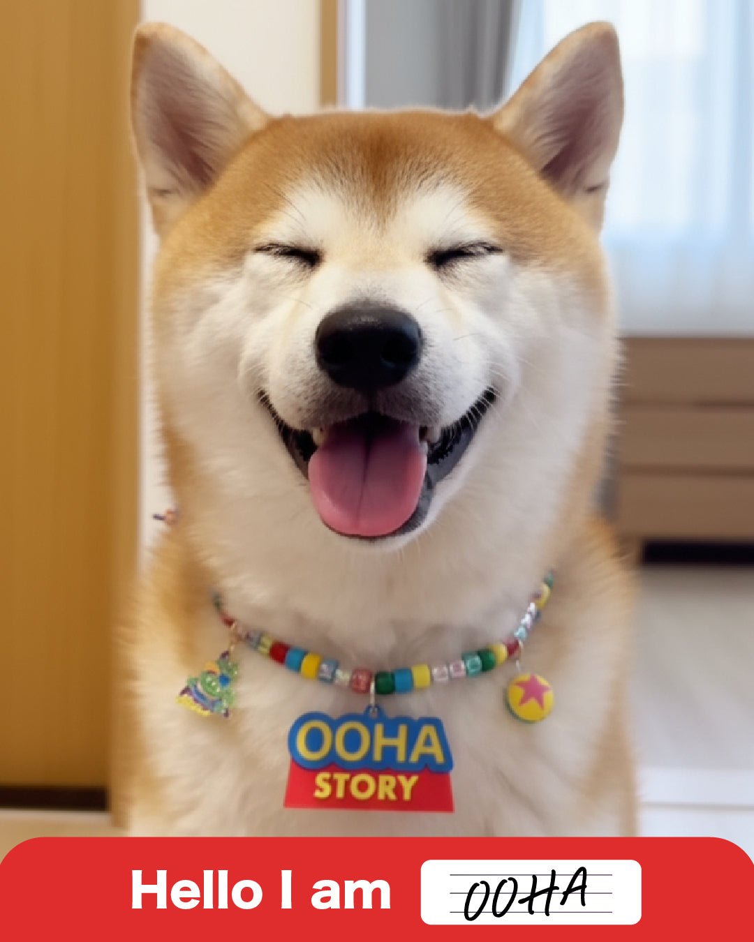 Pet Necklace - You've got a friend in me