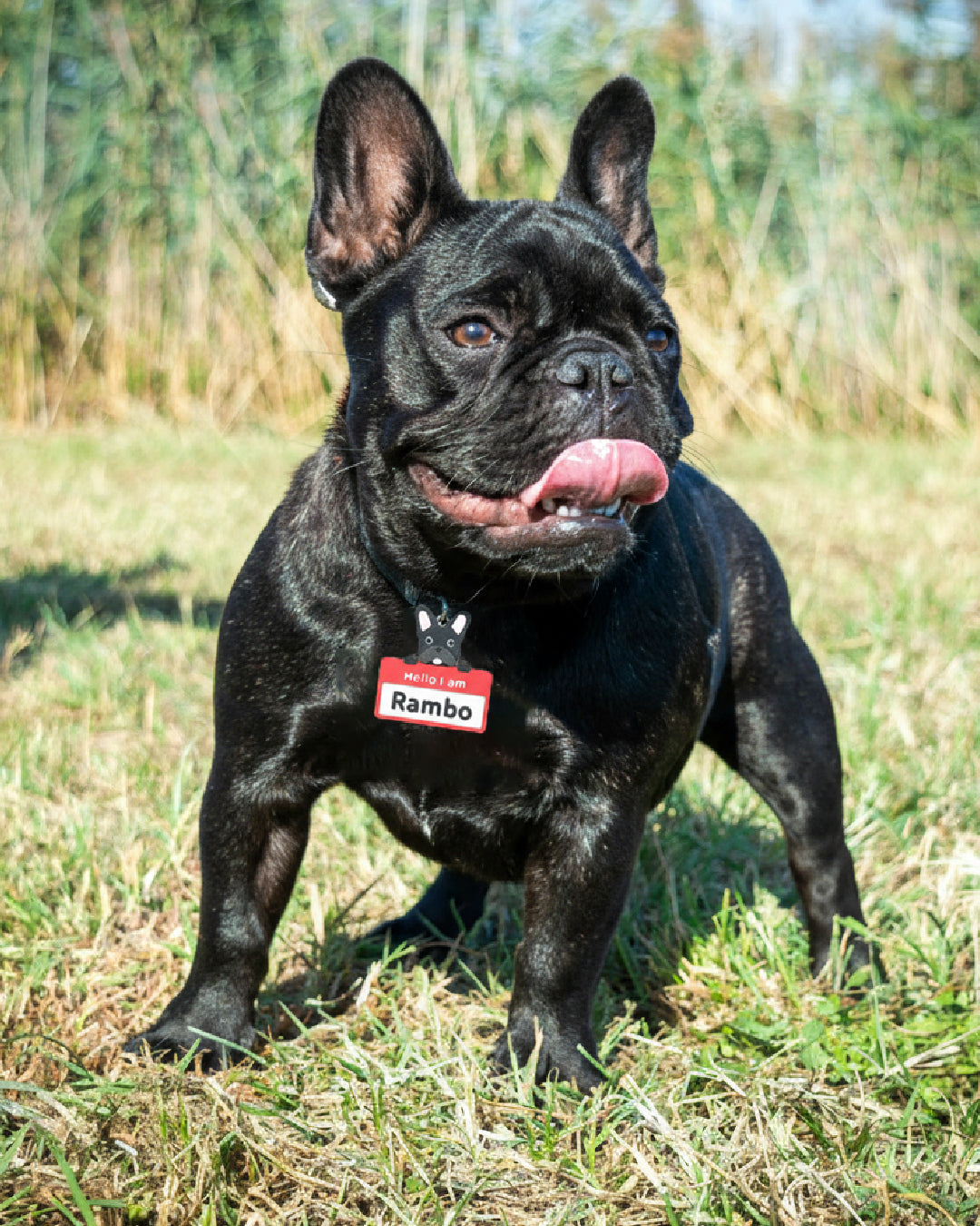 Keychain- Pet Face Hello I am