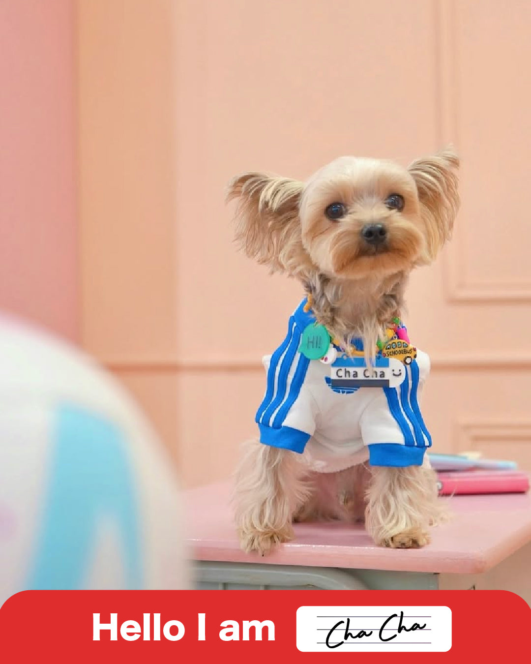 Pet Necklace -Stationary Collection