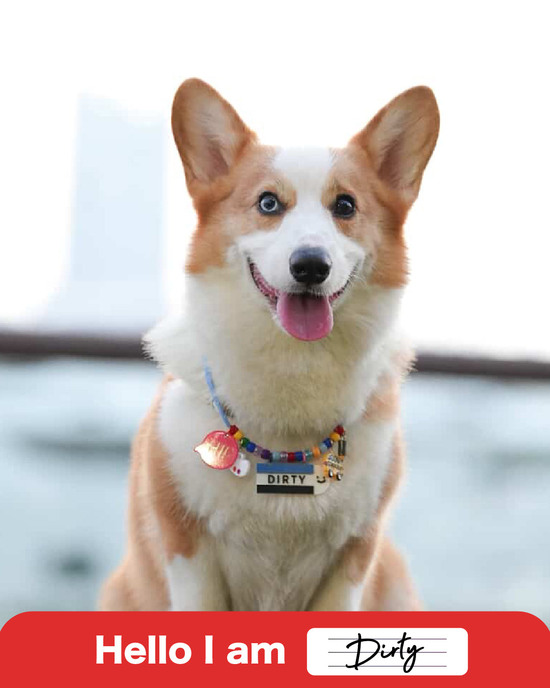 Pet Necklace -Stationary Collection