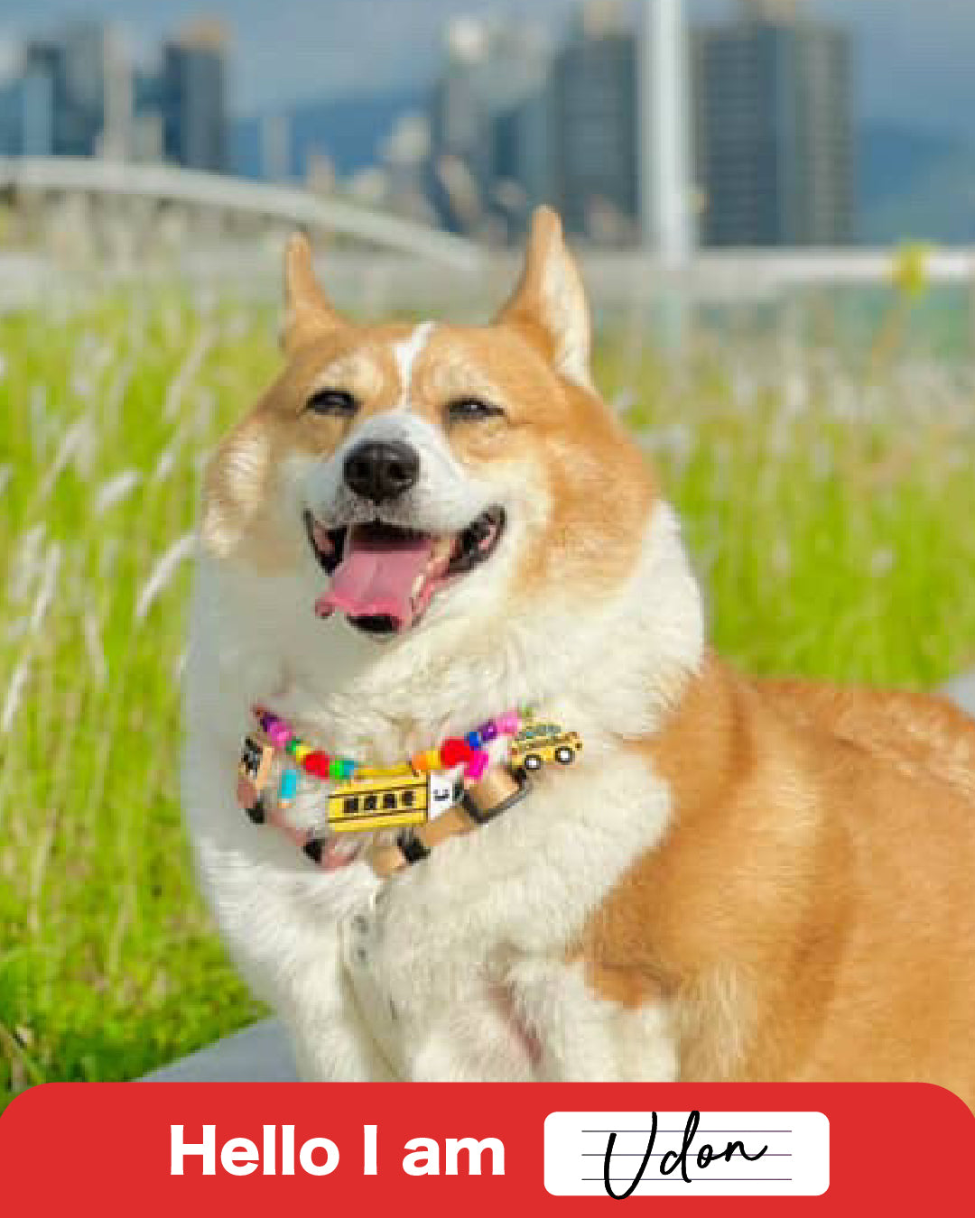 Pet Necklace -Stationary Collection