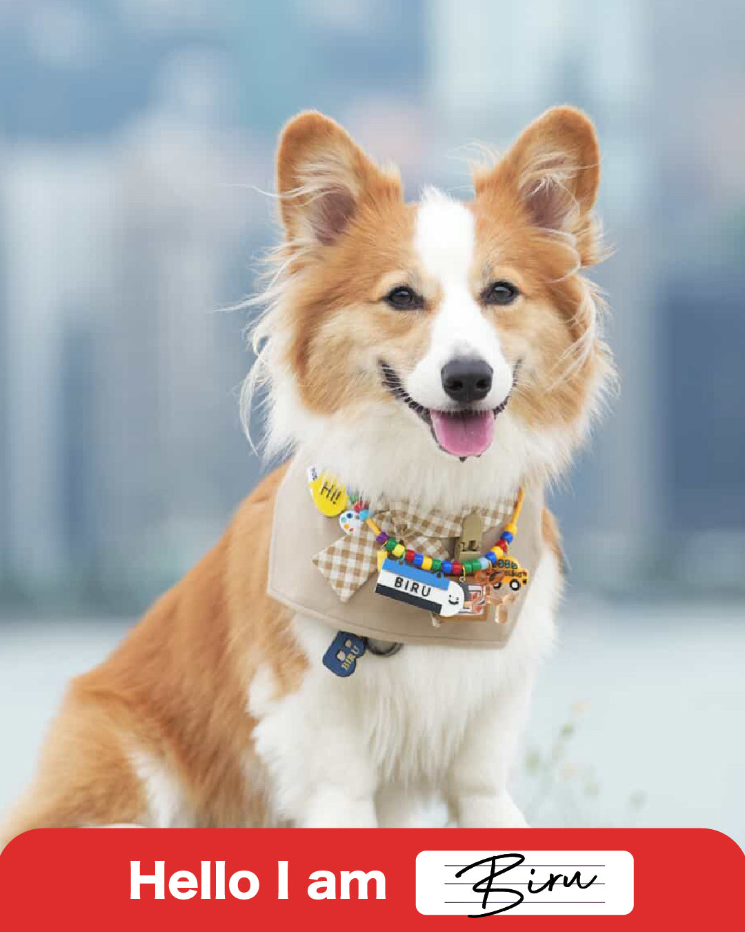 Pet Necklace -Stationary Collection