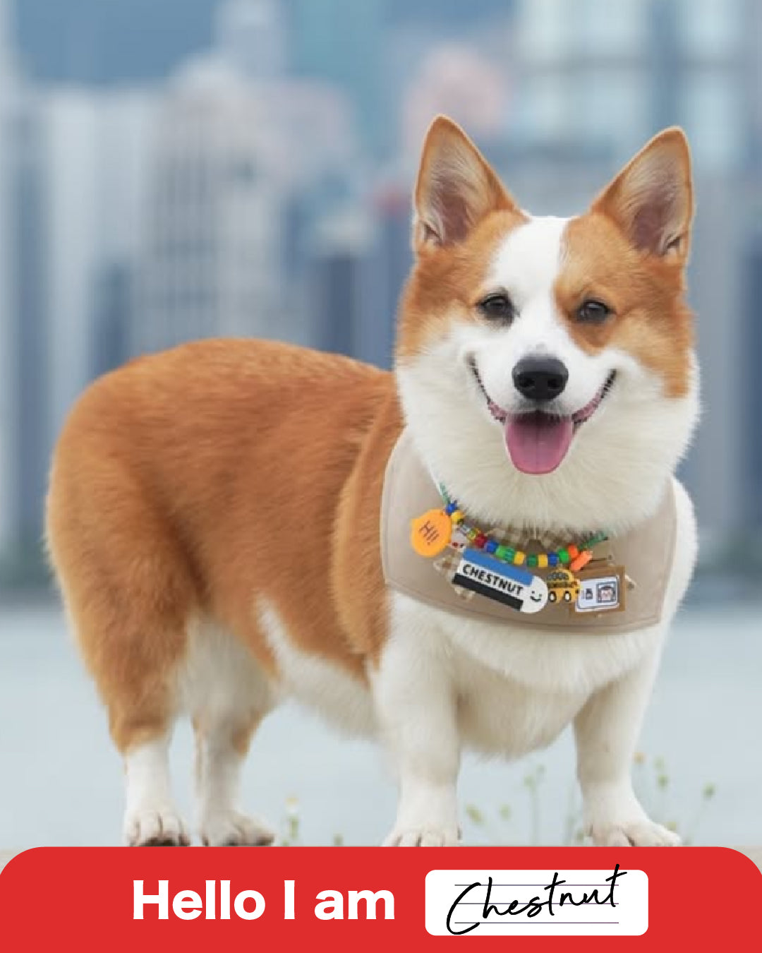 Pet Necklace -Stationary Collection