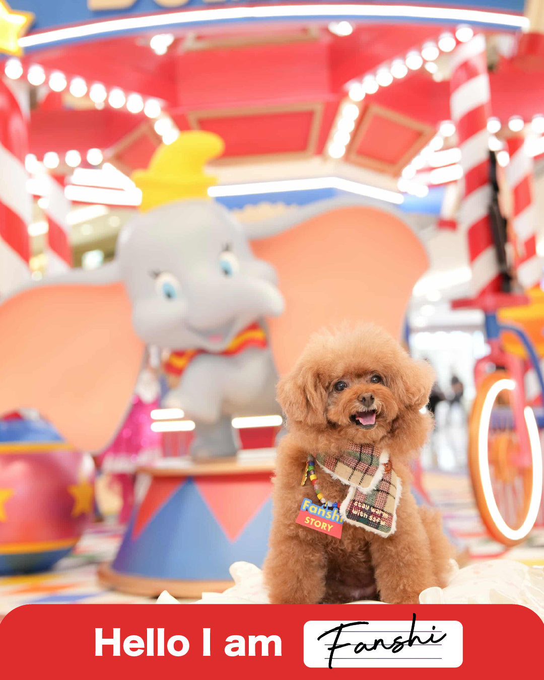 Pet Necklace - You've got a friend in me