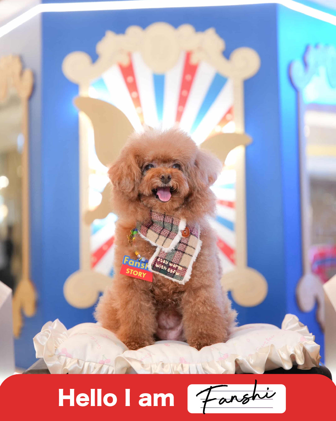 Pet Necklace - You've got a friend in me