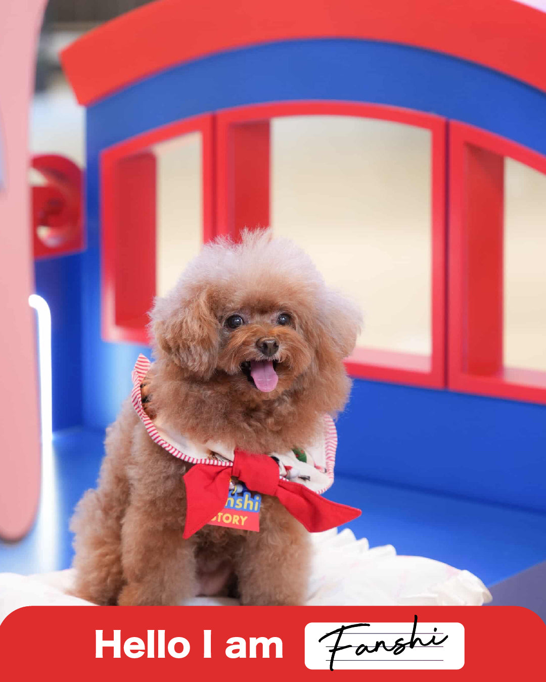 Pet Necklace - You've got a friend in me